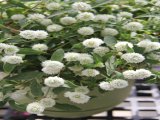 Hạt giống hoa cúc Bách Nhật Gomphrena White - FGOM01 gói 100 hạt